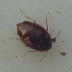 Scaphisoma boleti